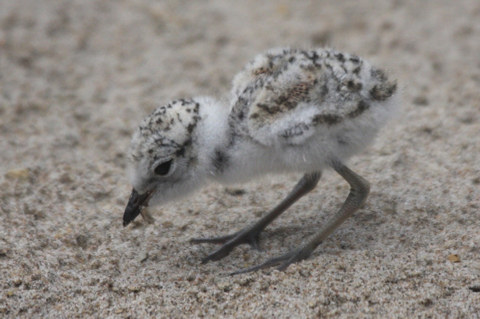 Snowy Plover Chick